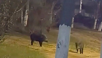 可能游江过来！有市民在扬州城区拍到了野猪……