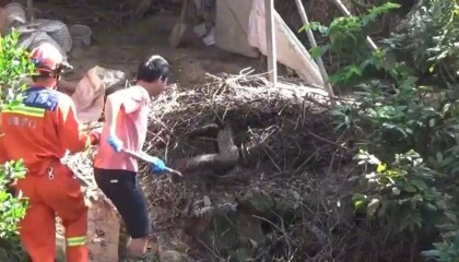 厦门一养鸭场内惊现一条3米长，重约80斤的蟒蛇，两部门紧急出动，合力抓捕