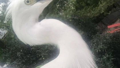 事发杭州高架！“白色不明物体”拦路？仔细一看不得了