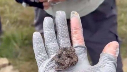 驴友爬山捡幼蛇轮流抚摸，专家：是短尾蝮蛇，毒性强，严重可导致死亡！