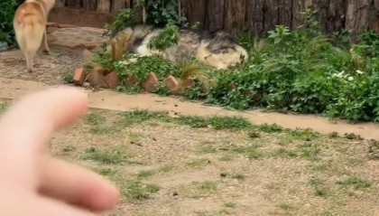 云南丽江疑似近百只犬被遗弃在“狗咖”，官方：正在调查此事