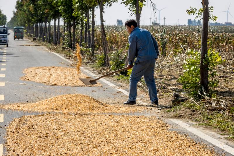 阴雨50天，他用3200块救回30万斤玉米