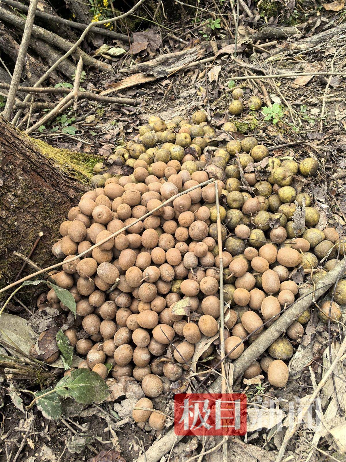 实探张家界荒野求生选手“苗王”的庇护所：堆着大量猕猴桃等野果，一个多月他只瘦了10多斤