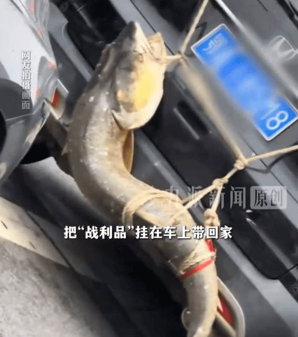 男子钓到1.6米大鱼挂车后“满街溜”，当事人：后备箱放不了，没想炫耀，鱼有60斤，最后花490元加工费做成了鱼丸